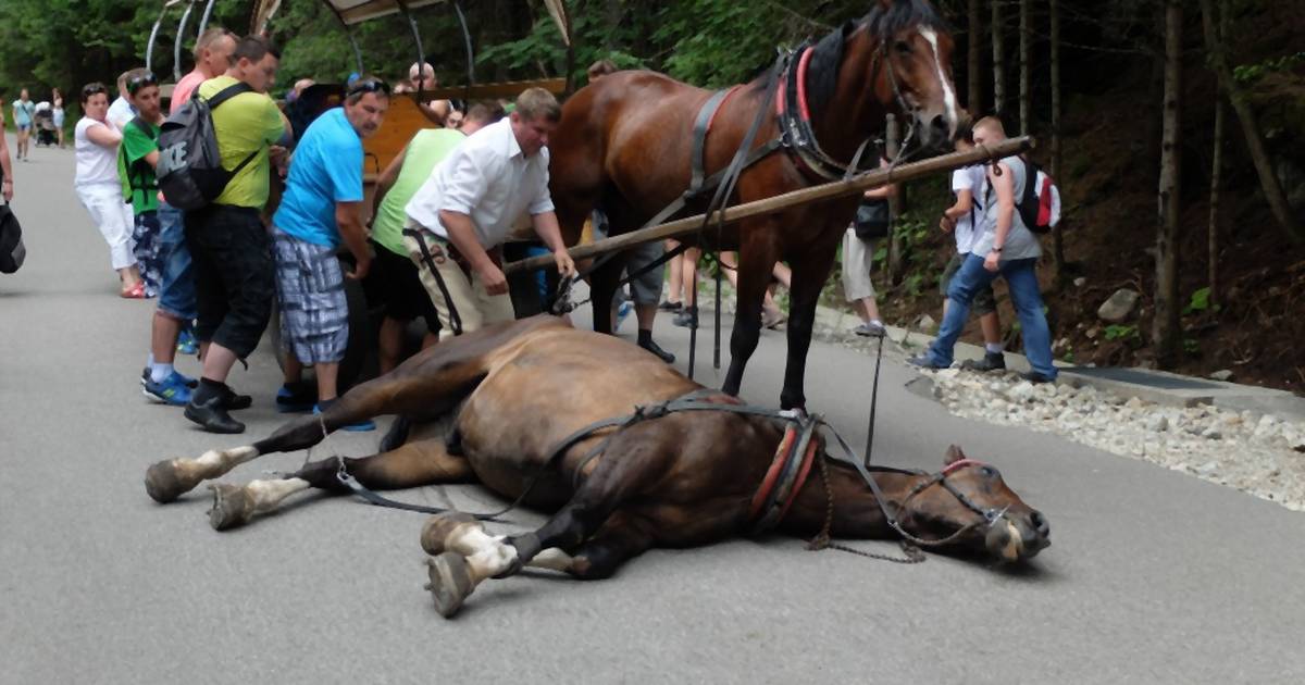 "To jedyny park narodowy, gdzie konie zamęczane są na śmierć". W TPN będą testy wozu hybrydowego