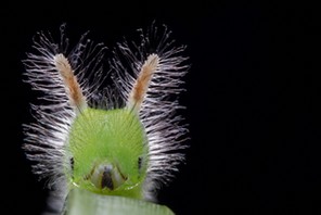 Fot. Melvyn Yeo/Biosphoto/East News