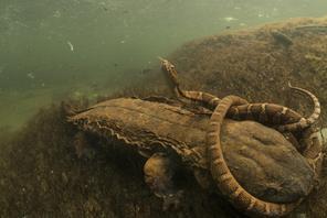 Wąż znalazł się w uścisku skrytoskrzela, największego płaza ogoniastego Ameryki Północnej.