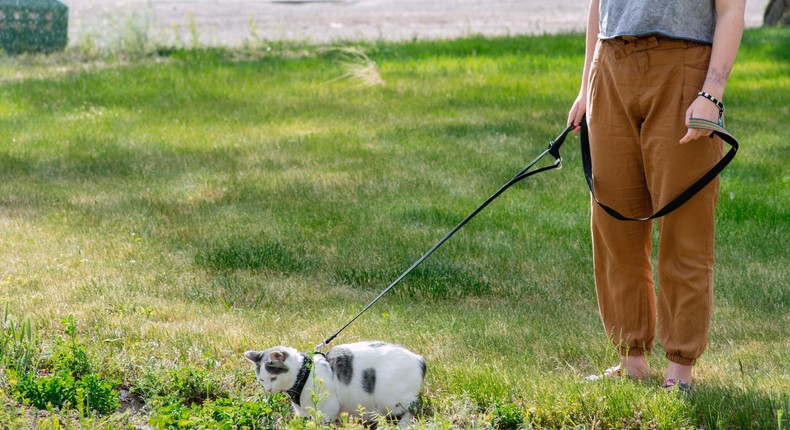 Your cat can walk on a leash with a little training.harpazo_hope/Getty Images