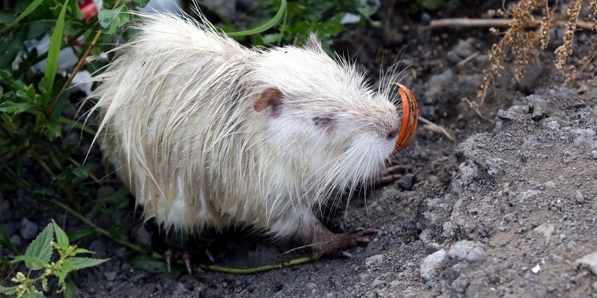 Rybnik. Nutria z rzeki Nacyna straciła długie siekacze 