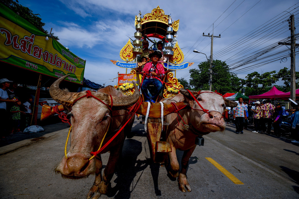 Festiwal bawołów wodnych w Chonburi (Tajlandia)