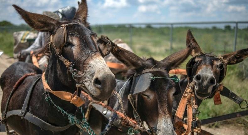 In South Africa villagers often rely on donkey-drawn carts to collect recycling material, firewood and sand for sale