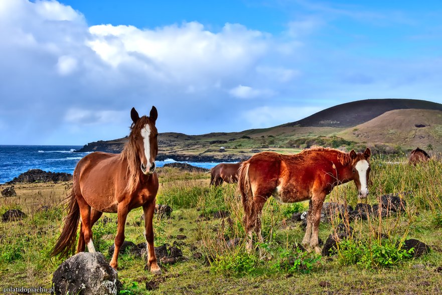 Dzikie konie na Rapa Nui / Wyspie Wielkanocnej