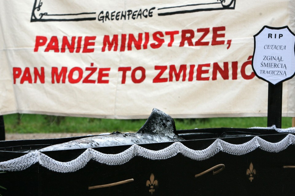 GREENPEACE - pogrzeb waleni