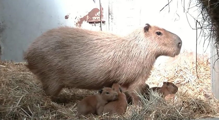 Mali mieszkańcy Nowego Zoo