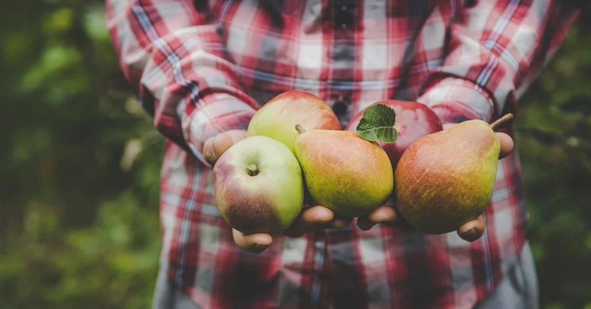 Zawsze smacznie i prosto. Trzy przepisy kulinarne na dania z gruszkami