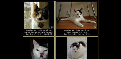 Koty wyglądające jak Hitler mają swoją stronę