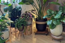 Ove SOBNE BILJKE ZA PROLEĆE su LAKE ZA ODRŽAVANJE: Raskošne su, NEOBIČNE i privlače pažnju