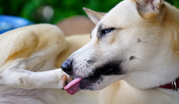 Pas liže svoje šape