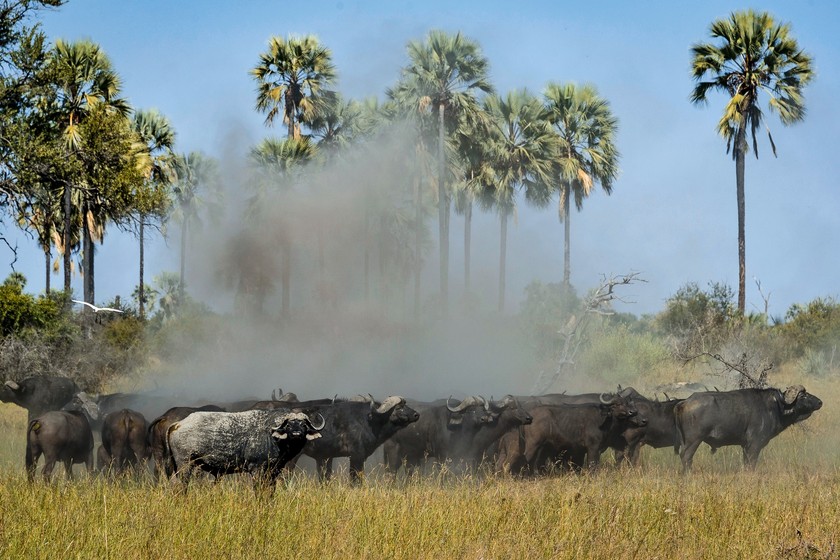 Vorsicht: Wasserbüffel gehören aufgrund ihrer Kraft und Unberechenbarkeit zu den gefährlichsten  Wildtieren Botswanas.