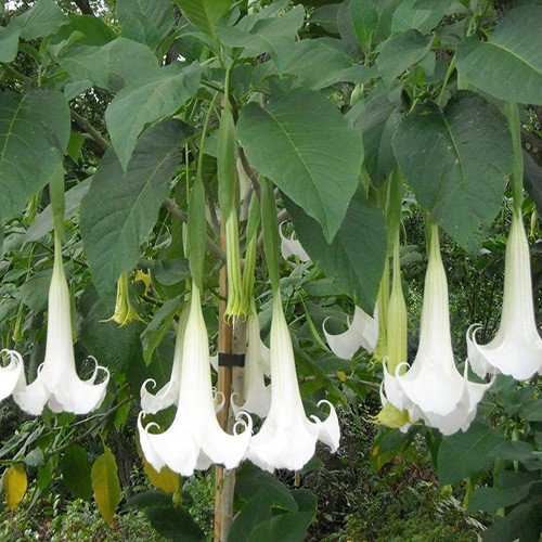 Brugmansia je jedna z najnebezpečnejších rastlín na svete.