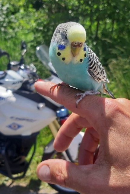 Papuga była zadowolona z towarzystwa mundurowych