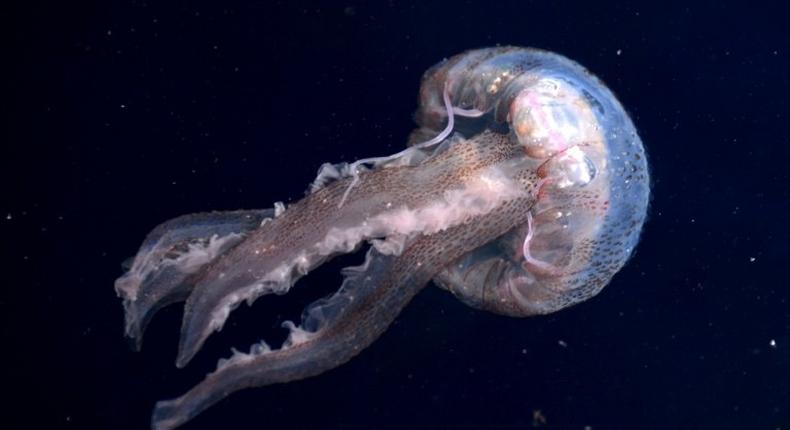 More than 60 swimmers taking part in an aquatic marathon in Brazil suffered jellyfish bites on their arms, legs and faces, and some suffered from an allergic reaction according to a doctor who treated the athletes