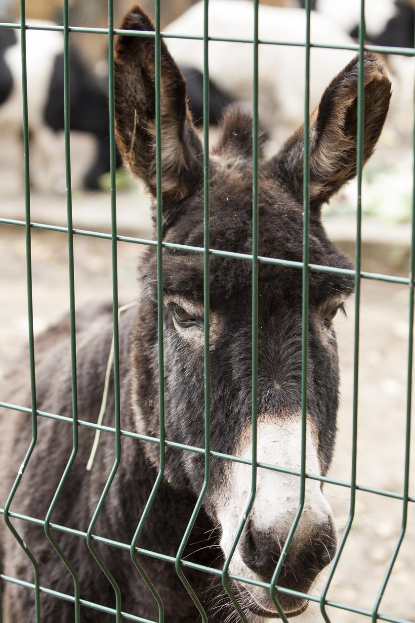 Nowy wybieg dla osłów w chorzowskim zoo