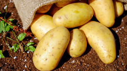 Megdöbbentő: ennyivel olcsóbb külföldön egy kiló krumpli, mint az itthoni ársapkás – videó