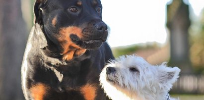 Terier zapłodnił rottweilera. Urocze zdjęcia potomstwa