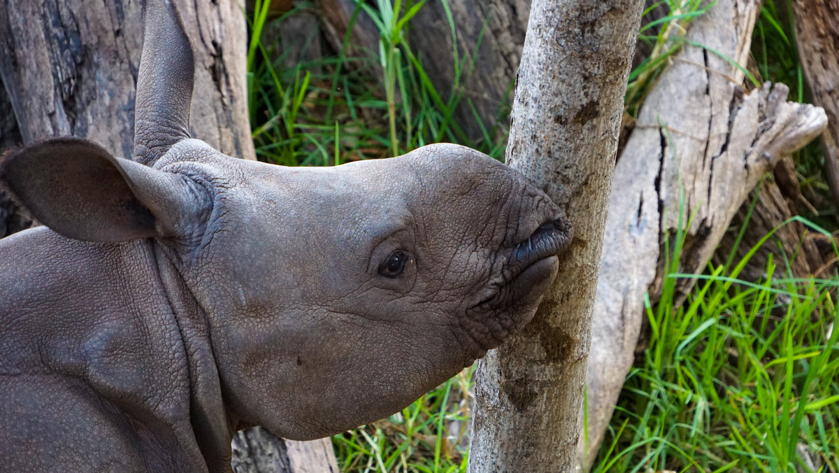 Zoo w Augsburgu. Mały nosorożec uśpiony po tym, jak odrzuciła go matka