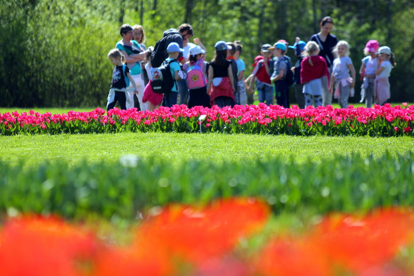 Festiwal tulipanów w Ogrodzie Botanicznym w Łodzi 