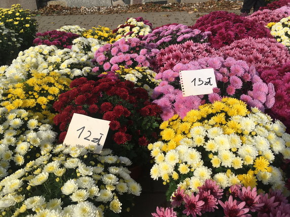 Ceny kwiatów doniczkowych sprzed Cmentarza św. Rocha w Białymstoku 