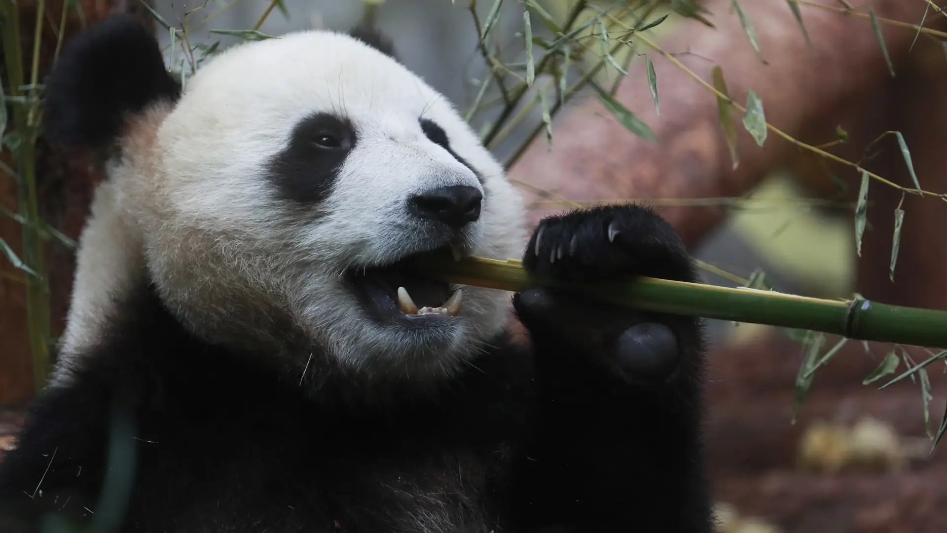 Pierwsze pandy wielkie w polskim ZOO. Czy trzymanie zwierząt w niewoli wciąż ma sens? [WYWIAD]