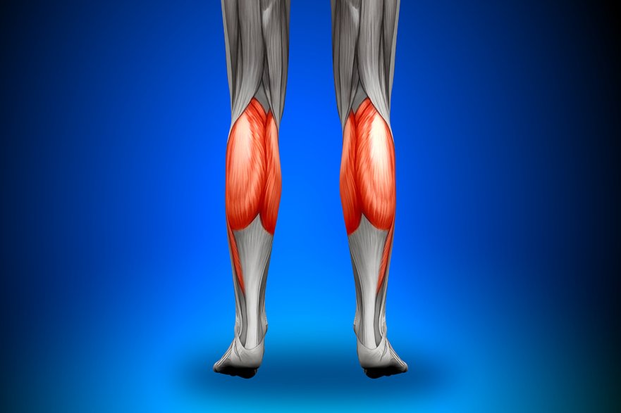 W przypadku mięśni łydek zdecydowanie dominują włókna wolnokurczliwe