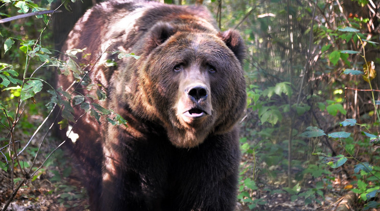 medve Nyíregyházi Állatpark (3) / Fotó: Blikk
