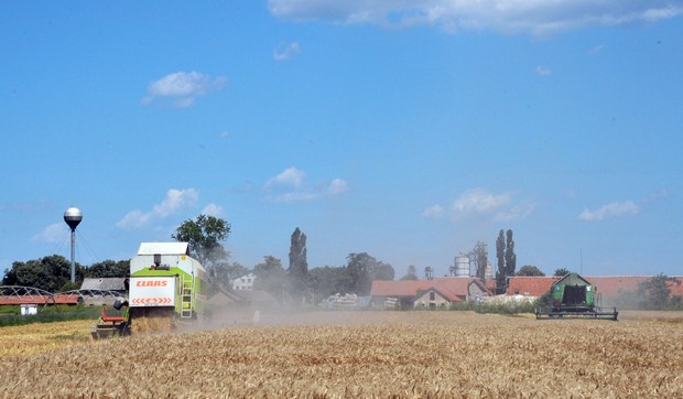 zetva i otkup psenice semberija