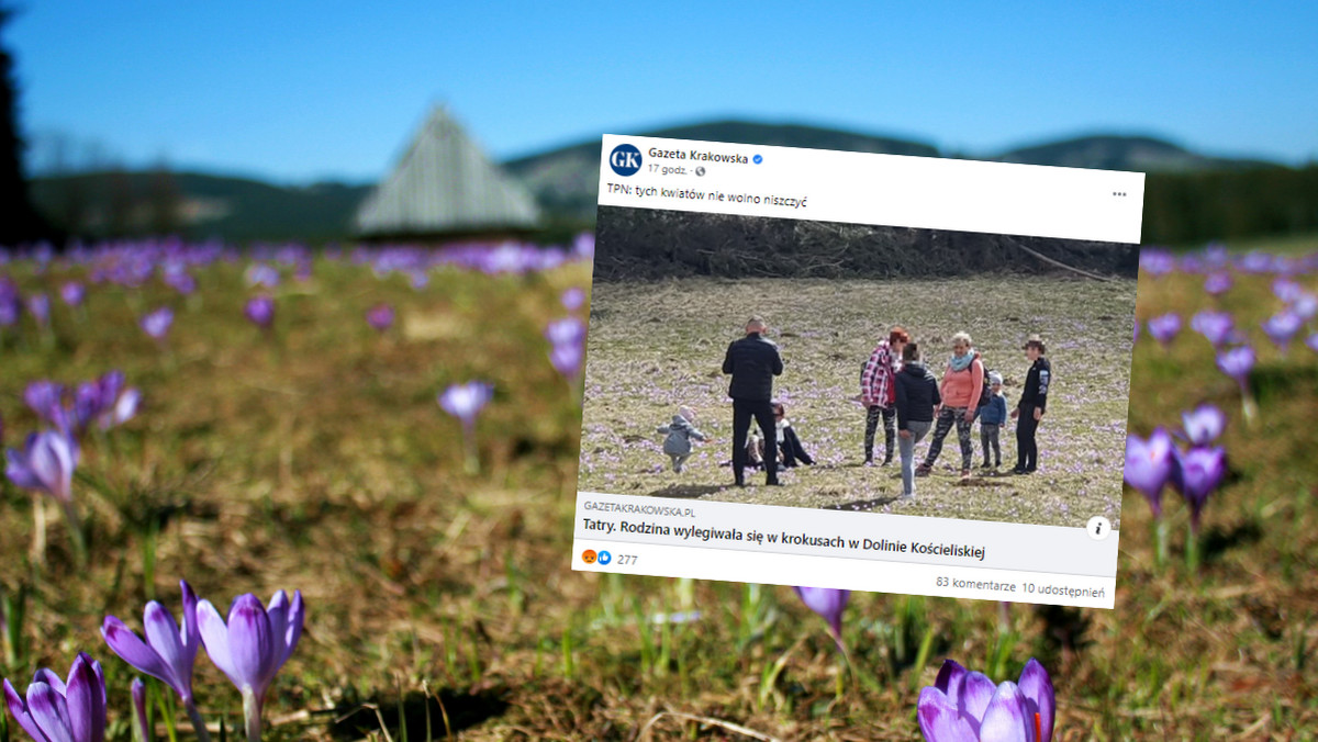 Tatry. Rodzina wylegiwała się w krokusach w Dolinie Kościeliskiej 