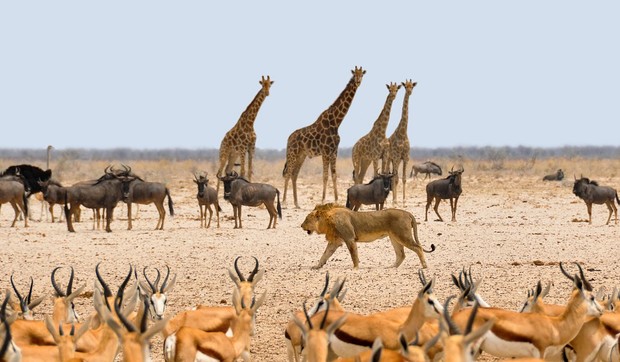 africa-1170179_960_720