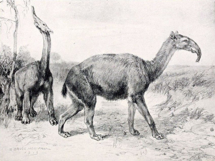 Macrauchenia patachonica (Dugovrata lama)