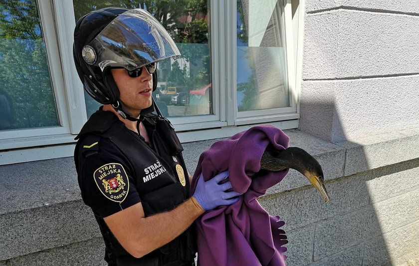 Ranny kormoran przydreptał do szpitala w Gdańsku. Miał ważny powód