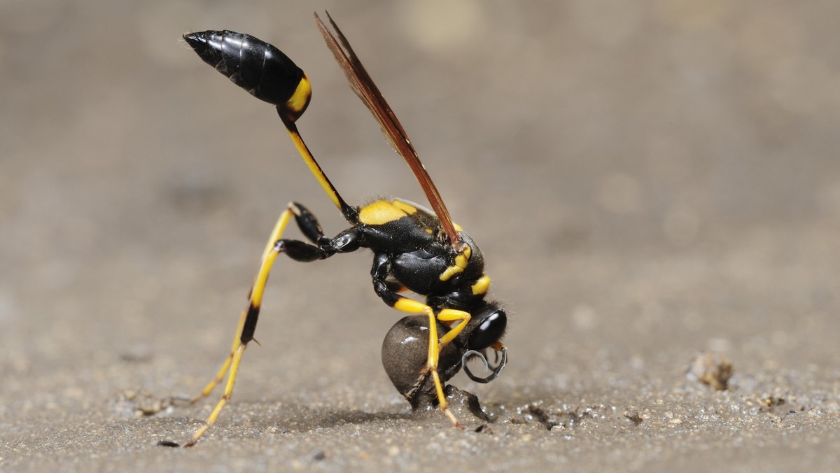 Black and yellow Mud Dauber (Sceliphron caementarium), female collecting mud for nest, Comal County,