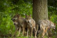 European Gray Wolf Group of Wolves