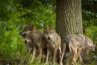 European Gray Wolf Group of Wolves