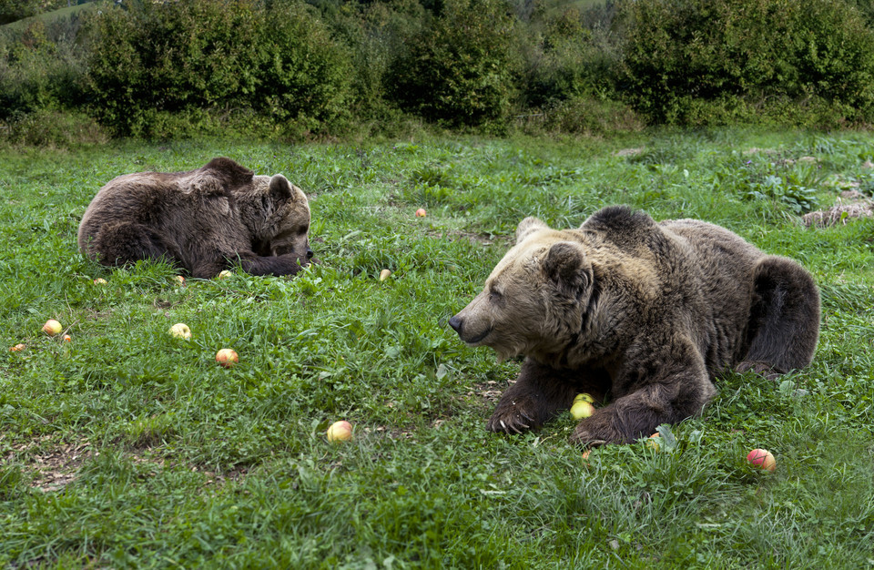 Senda de Oso - Ścieżka Niedźwiedzi (Paca i Tola)