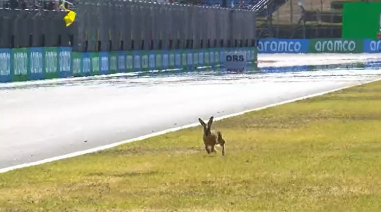 A nyúl jött, sprintelt és jó eredménnyel távozott a Hungaroring gyepéről / Fotó: Twitter