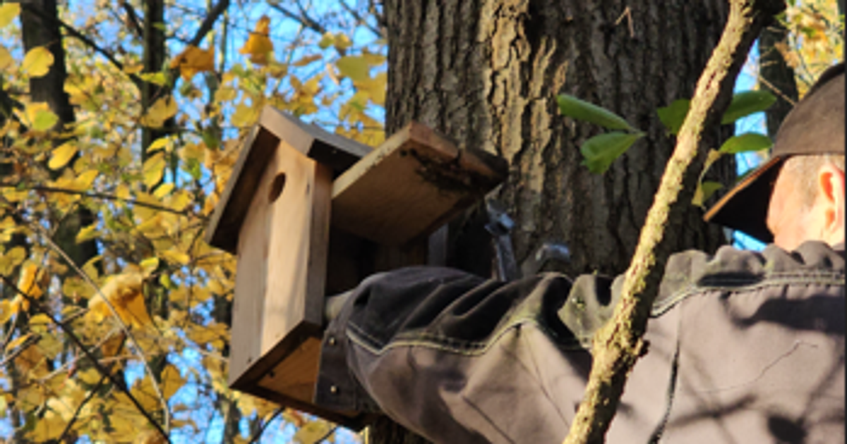 Ptasi porządek, czyli Wrocław szykuje budki lęgowe na nowy sezon