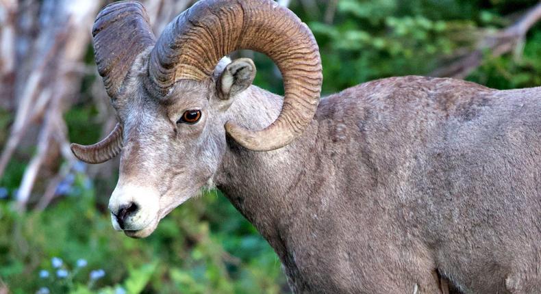 An argali sheep similar to the one that was cloned in Montana.Wirestock/iStock via Getty Images Plus