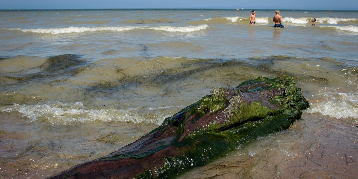 Sinice nad Bałtykiem: niektóre plaże w Gdyni i Sopocie zamknięte