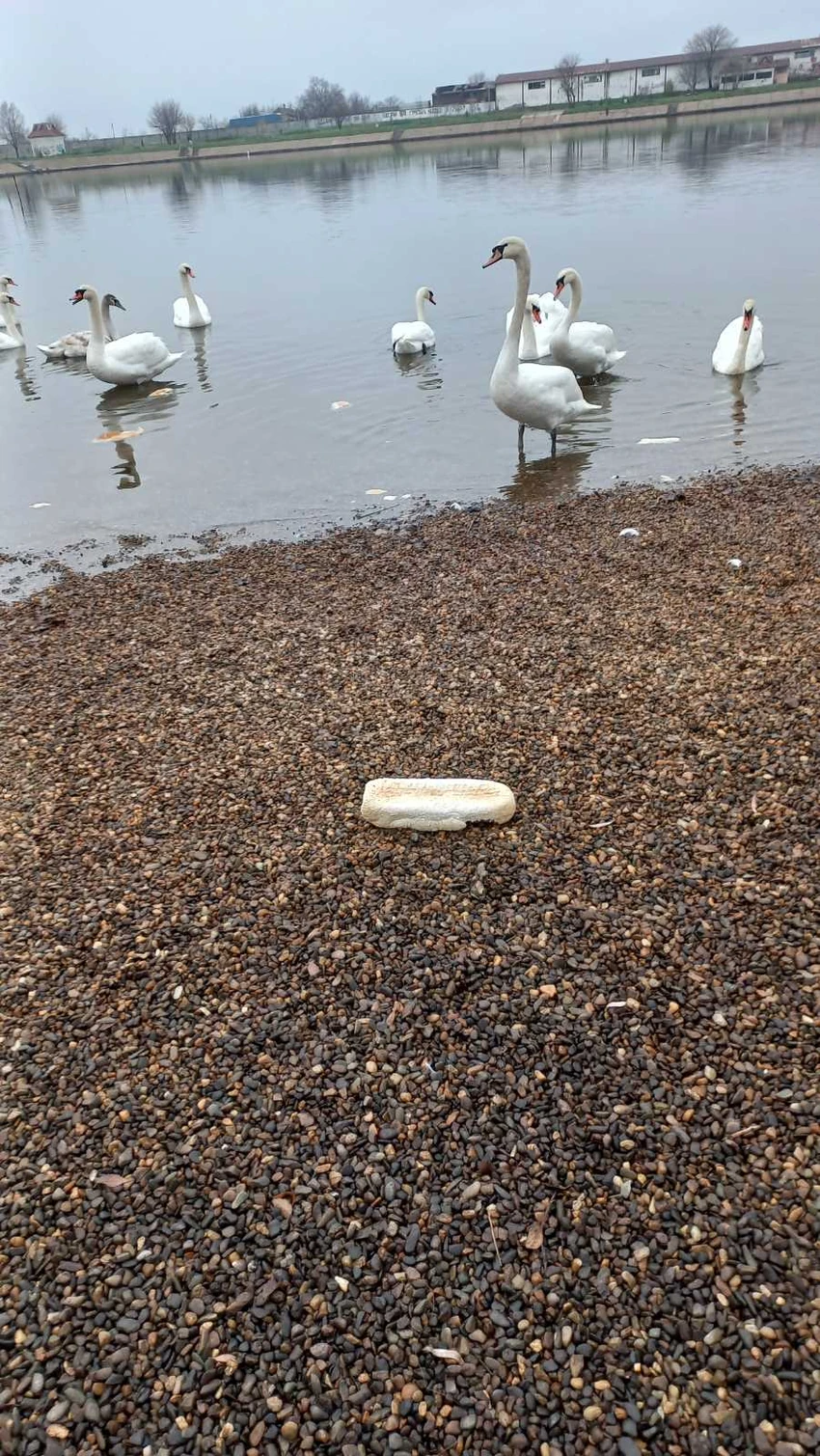 Dugotrajno hranjenje hlebom može dovesti do deformiteta krila