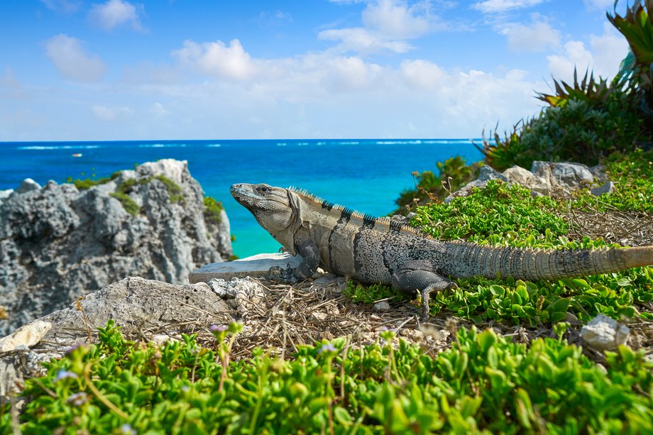 Iguana nad Morzem Karaibskim, Meksyk