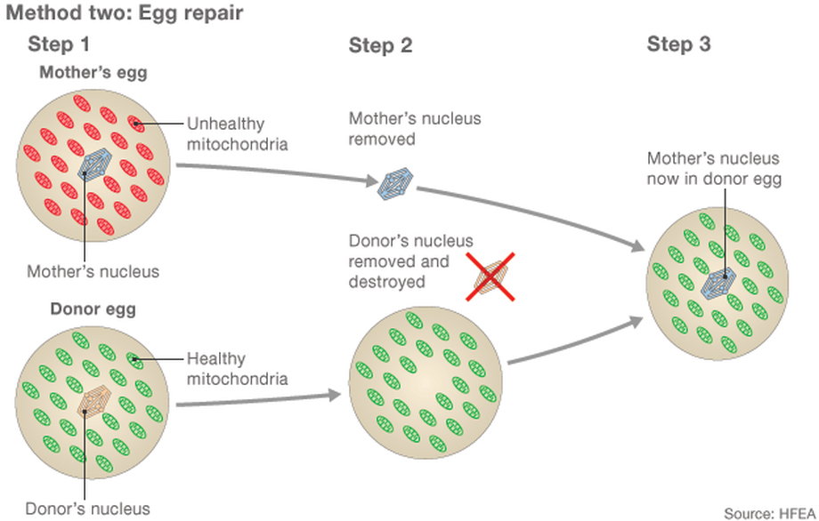 Na czym polega operacja podmiany mitochondrium