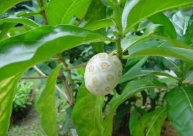 noni-gyumolcs-d00000E0F66fa6f8f5f12
