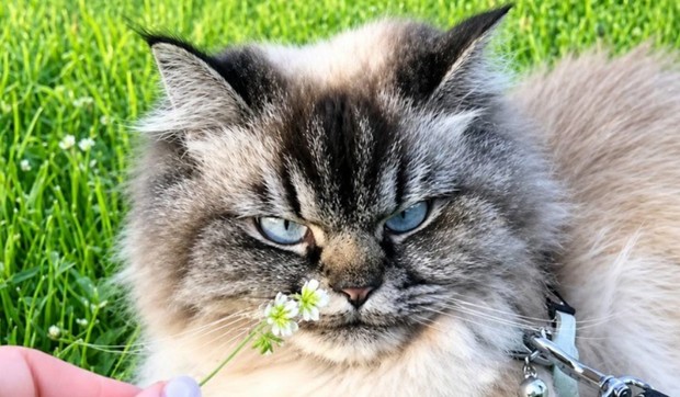 Mačak Merlin