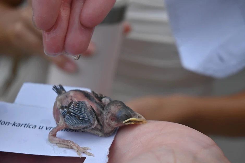 Beograđanka pronašla ranenjog ptića