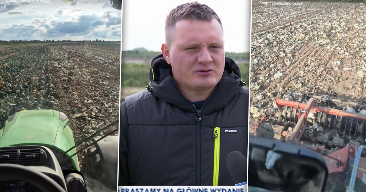 Rolnik zniszczył 500 ton kapusty. Teraz boi się plajty. "Płakać mi się chce"