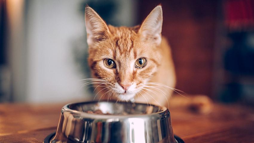 taurin macska látás szívműködés kisállatok egészsége