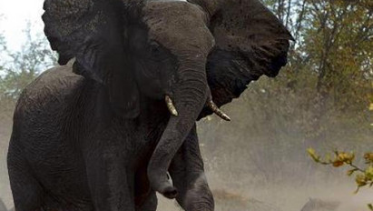Elzavarta a hiénákat az elefántmama