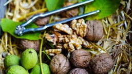 pilny komunikat gis. wykryto nielegalną substancję w orzechach z dino